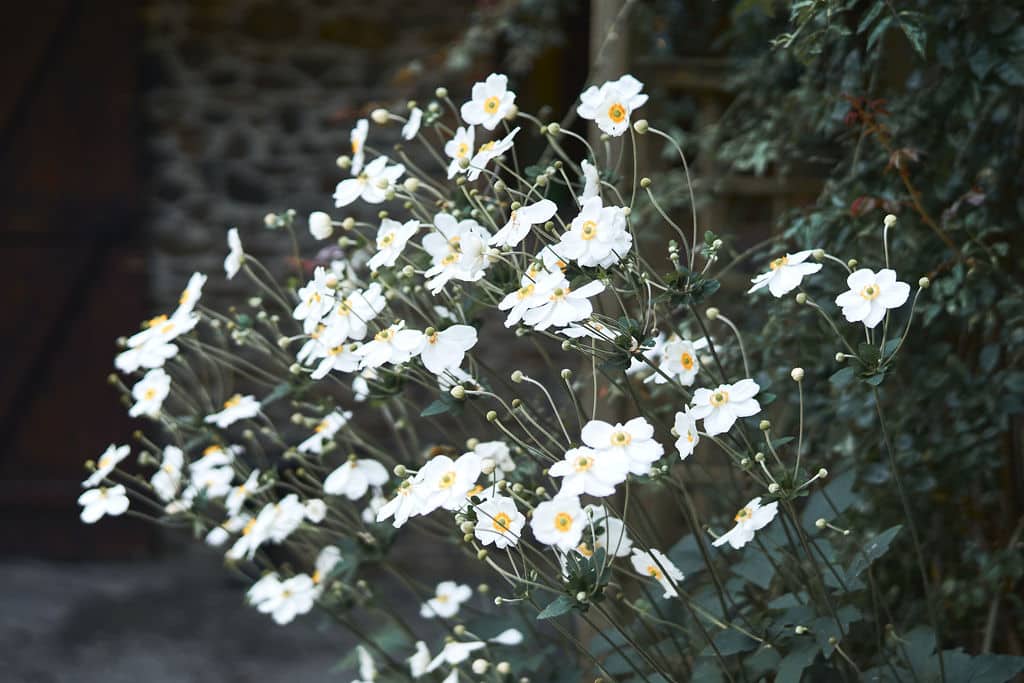 blanc rose pastel fleurs angers