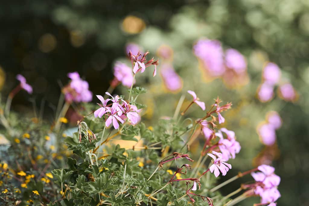 bouquet de fleurs boheme maine et loire