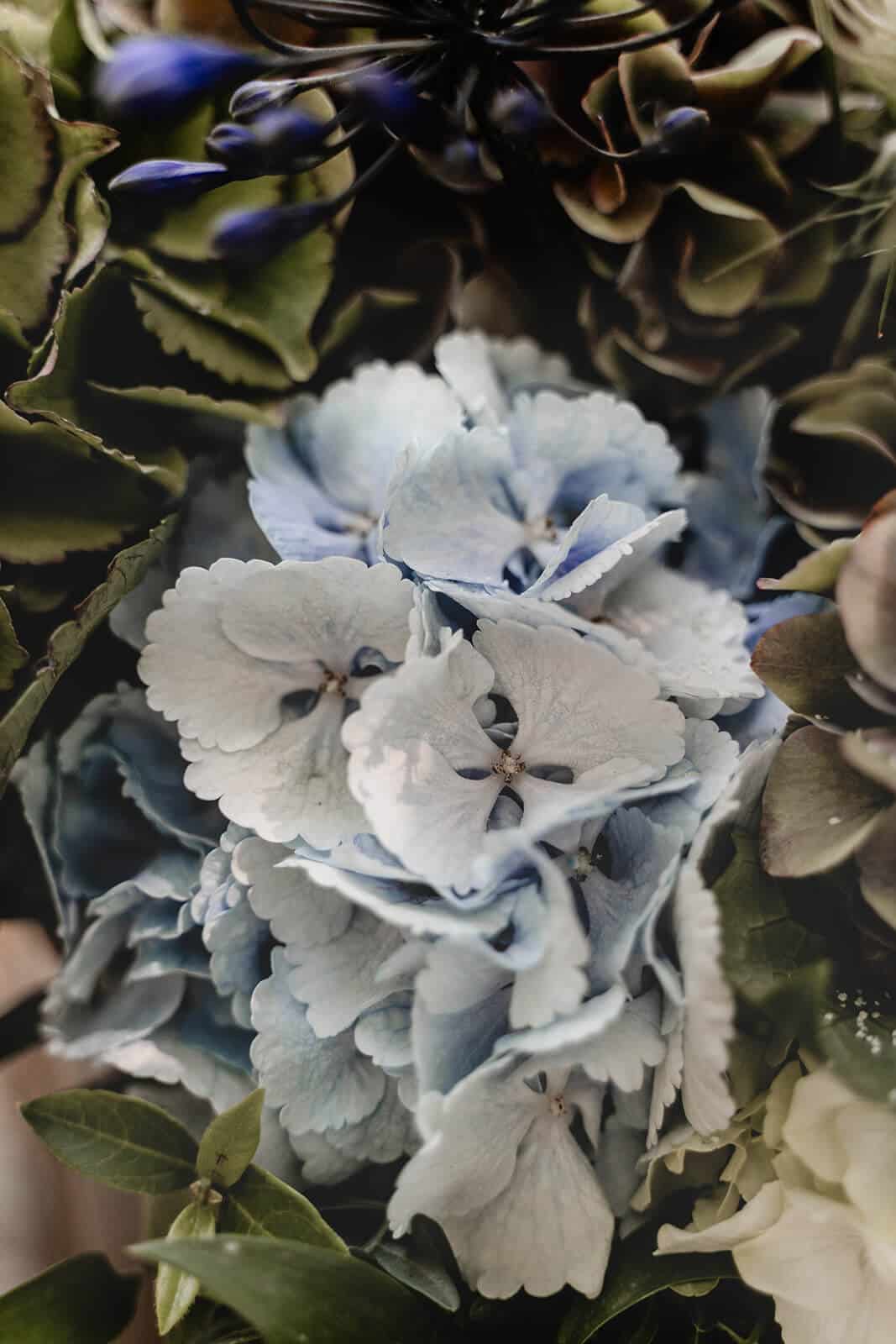 hortensia blanc bleu mariage angers