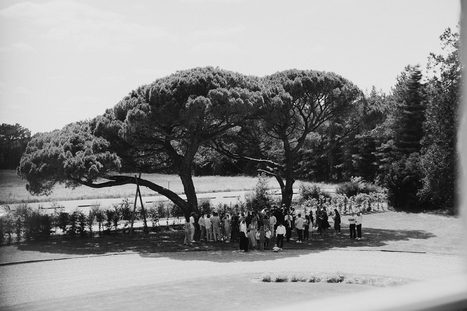 arbre parc jardin mariage pays de la loire