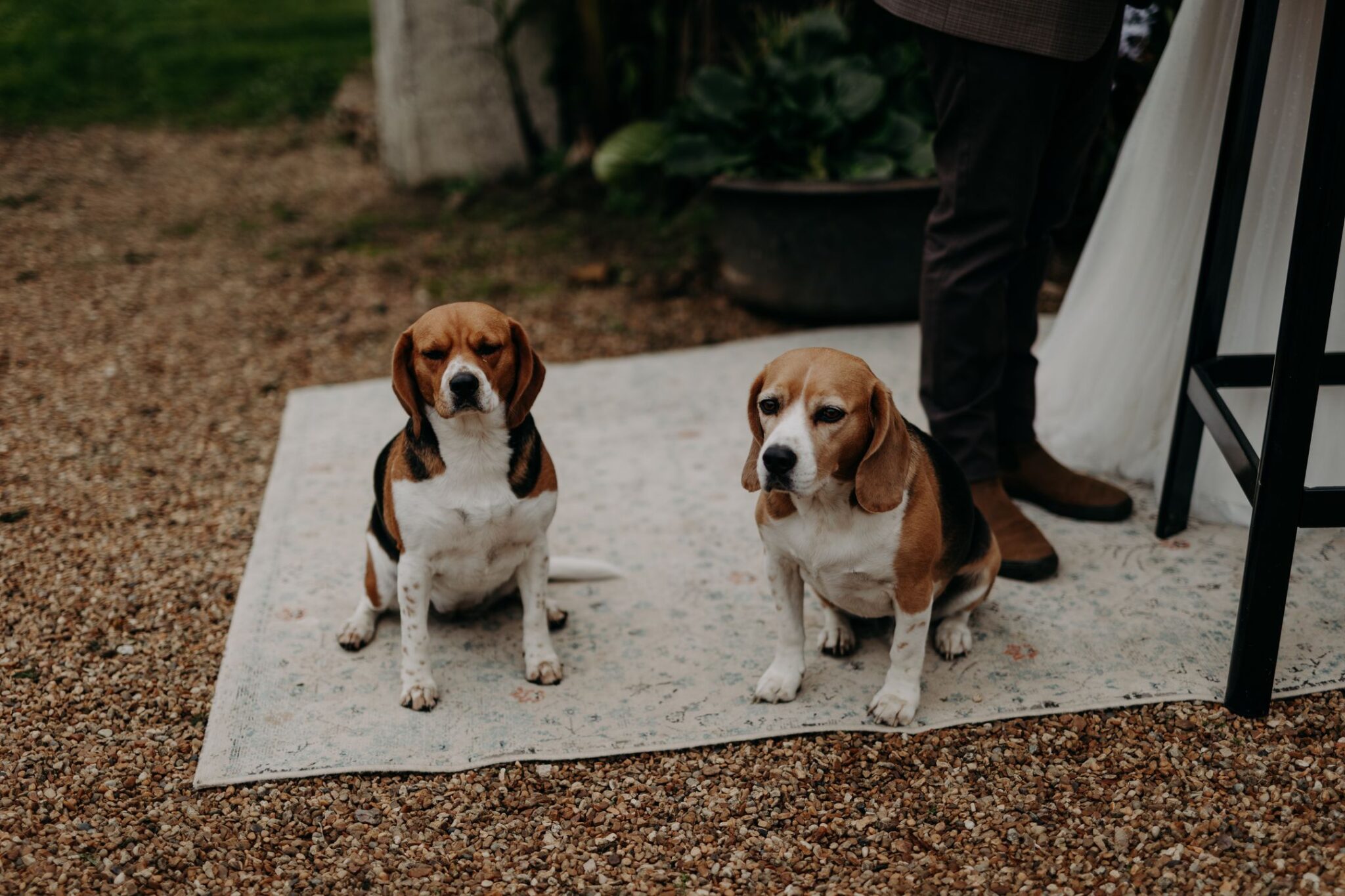 chiens mariage pays de la loire